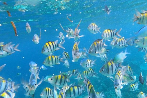 Fish Sanctuary Island Hopping in Cebu